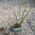 Sitina rozložitá (Juncus effusus) - výška 15-30 cm, kont. P9